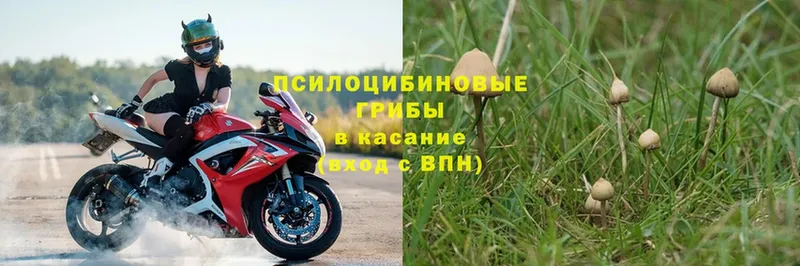 купить наркотики цена  Гусь-Хрустальный  MEGA как войти  Галлюциногенные грибы Psilocybine cubensis 